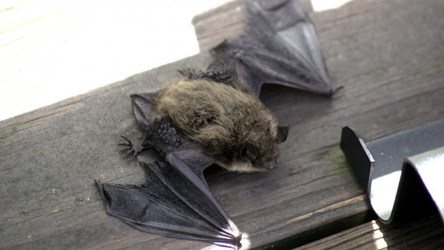 Bat discovered beneath a deck umbrella. Bat on deck